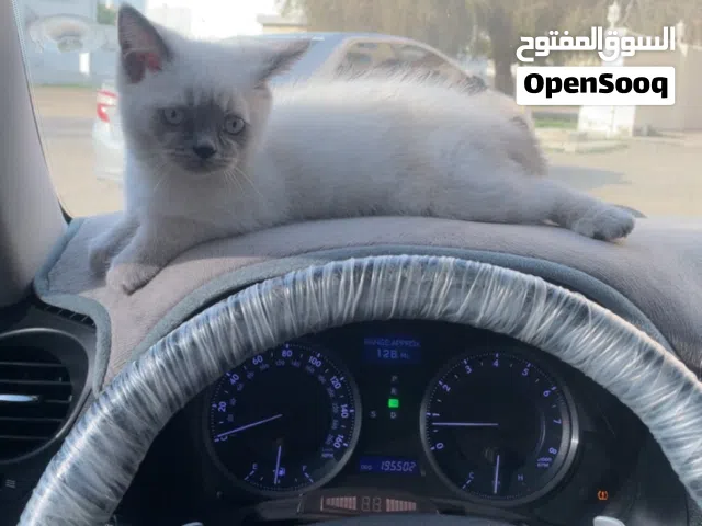 سنور بريطاني اليف