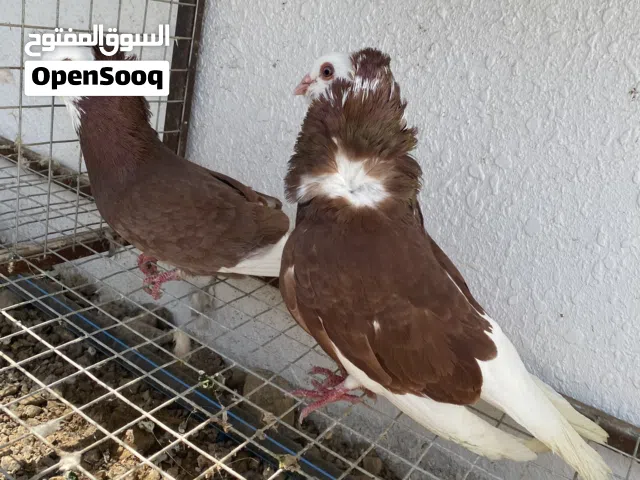 حقم واغنام صوماليه