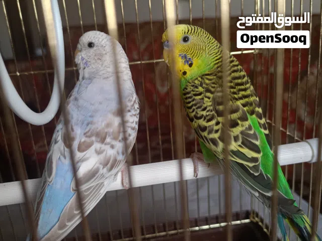 طيور حب مغردة للبيع