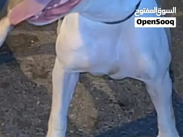 كلب للبيع حط سعرك و شيل