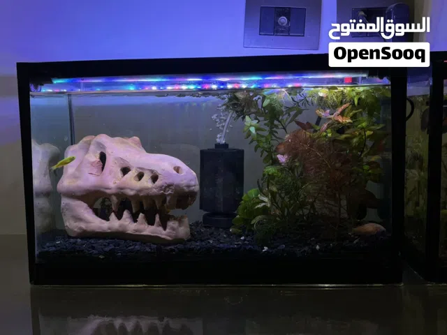 حوض سمك بجميع مشتملاته