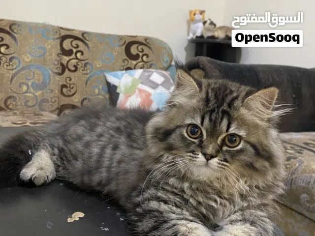 Persian cat