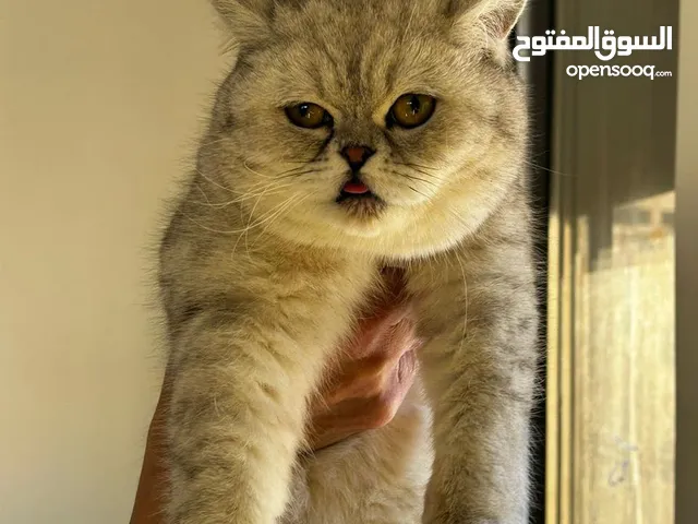 ذكور بريتش بلاك سلفر شايدد شورت هير بيور
