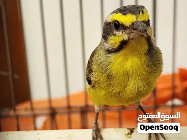 2 ذكورة كركرينو شريانة الله يبارك للبيع او تبديل بقرديل