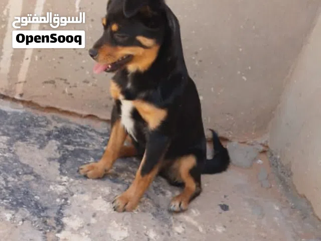 شيواوا أباتشي للبيع