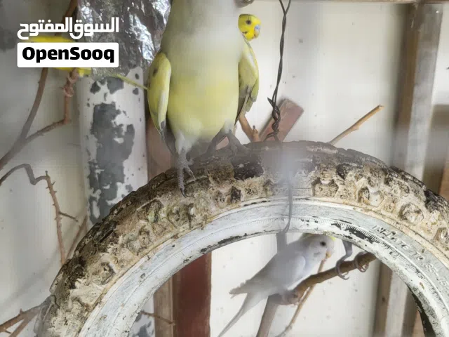 بيع ذكر روز 8ريال
