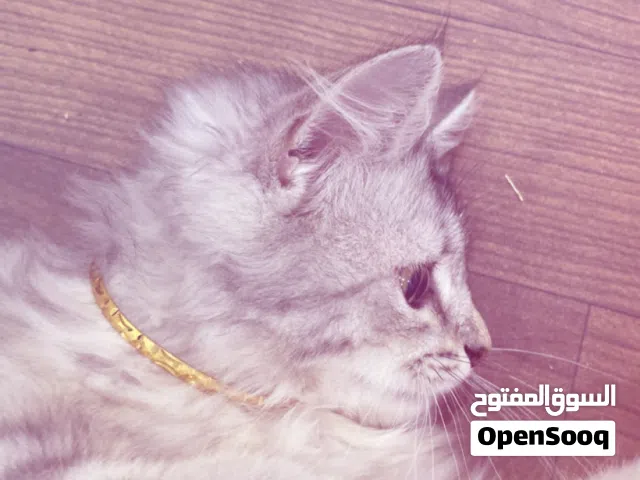 قطة شيرازية للبيع بلون الرصاصي لتبني
