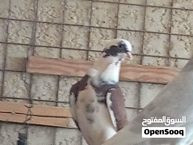 للبدل على جاج  أو البيع طقم حمام بلدي "شغّال ونار" - إنتاج مستمر  للبيع مجموعة حمام بلدي صلاة
