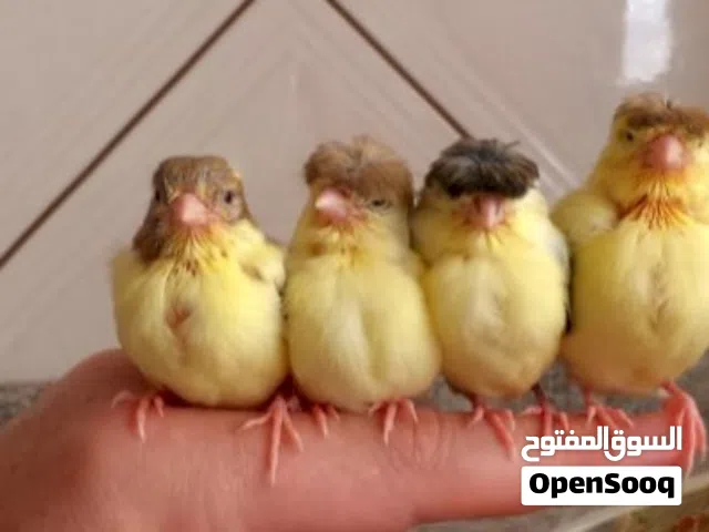 مطلوب مخاليف كنار ويفضل الوان صافيه (ليموني،جزري ،ابيض ،احمر)