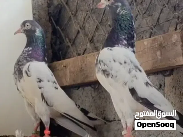 للبيع طيور 128 اناث وذكور وفروخ 128 الطيور منتجه وما عليها كلام