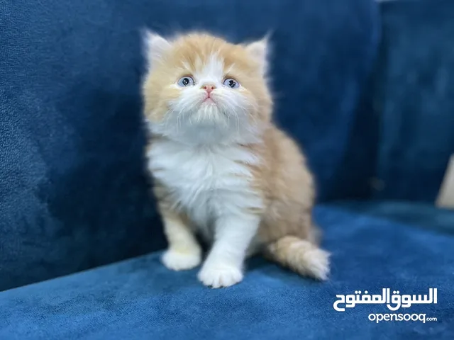 دباديب للبيع كلهن اناث