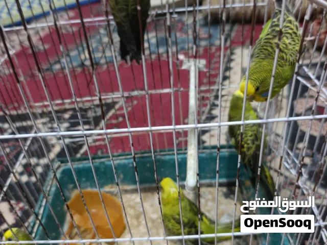 بالله نبي نعرف نوعهم معى العلم الام بلاك وينج والاب بلاك فيس دم هوقو صور في أول تعليق