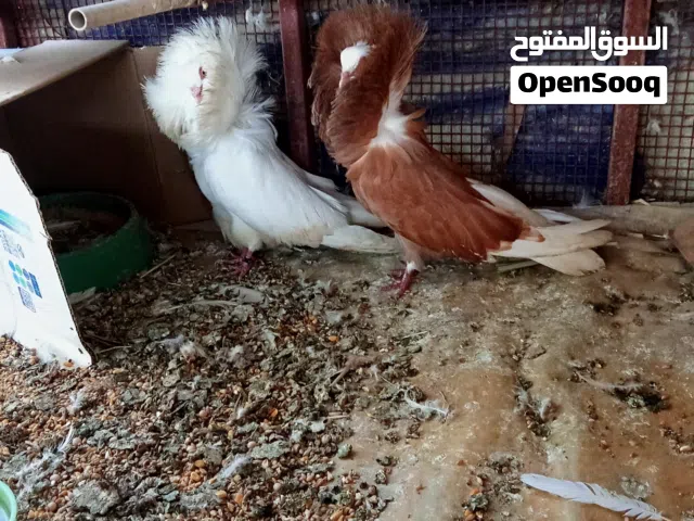 حمام فوطه درجه أولى للبيع