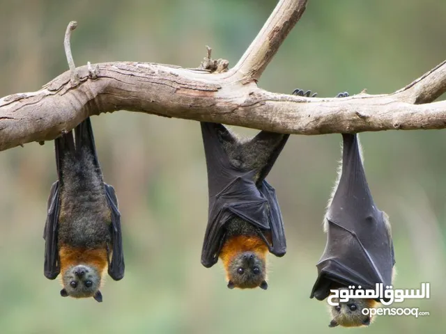 مطلوب:خفافيش الفاكهة