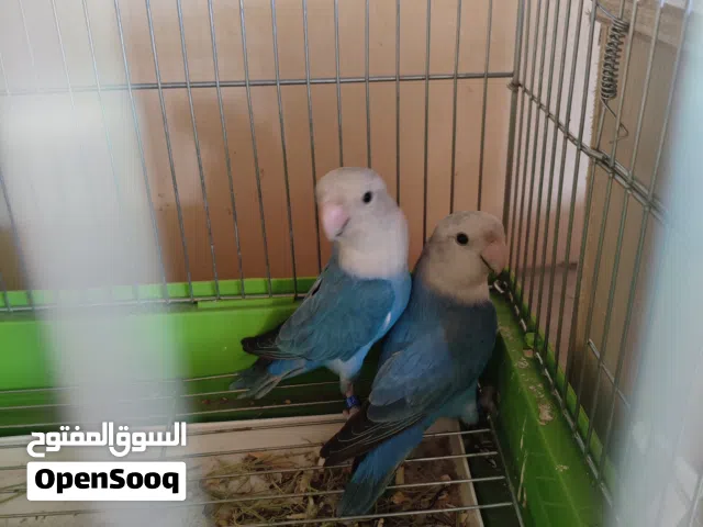 للبيع ذكرين لافبيرد مع الفحص للبدل او للبيع