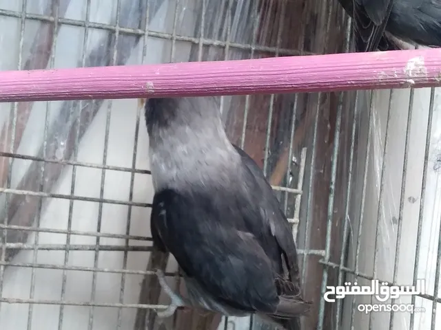 روز وكوكتيل حب