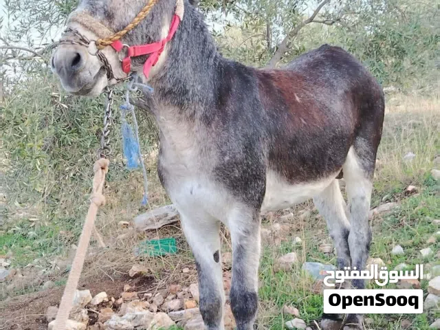 حمار للبيع