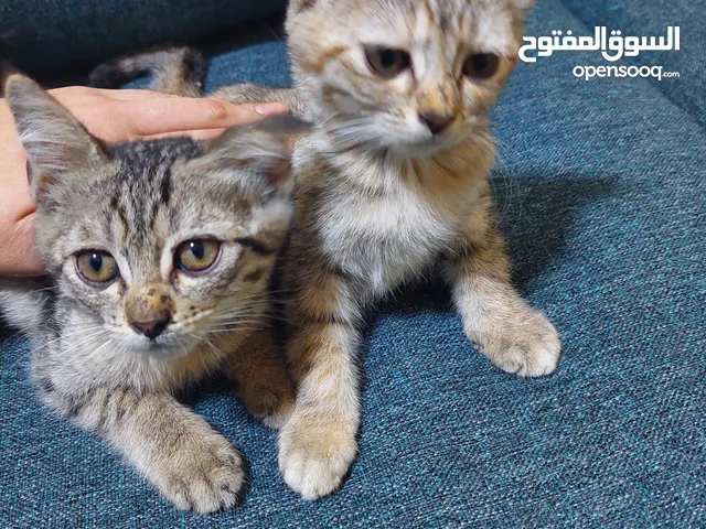 قطط رومى للتبنى