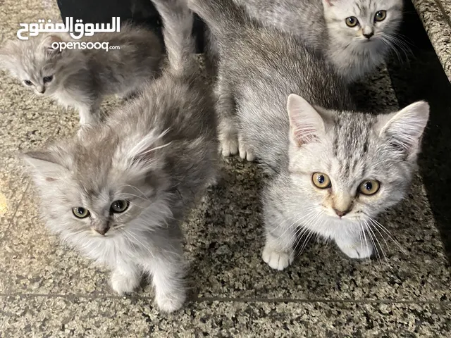 قطه شيرازيه مع اولادها
