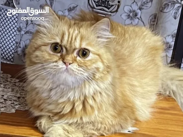 السلام عليكم قطط البيع نثايا النوع شيرازي العمر 7 و 8 أشهر السعر 30 وبي مجال التوصيل خاص