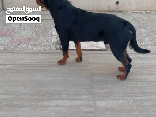روت ويلر ذكر بدقري و استوى واضح العمر سنه مطلوب فيه 3500