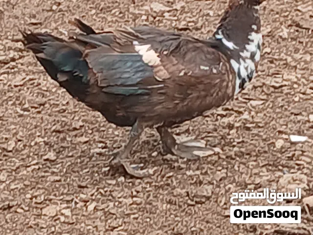 بط لبيع 10ذكور