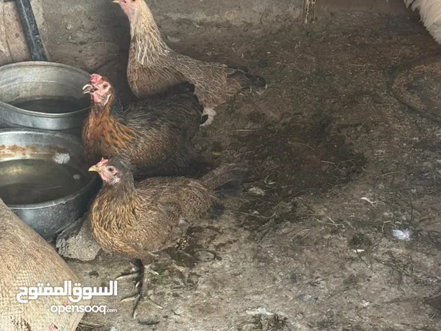 خمس دجاجات وديج بسعر مناسب جداً