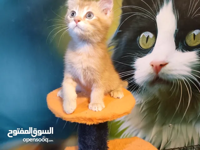 قط للتبني /مجاني