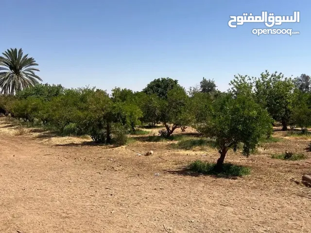 اشجار برتقال ويوسفي للبيع
