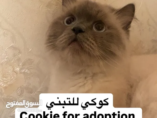 قطة شيرازي للتبني معقمة وماخذة كل تطعيماتها أليفة وهادئة وتحب اللعب