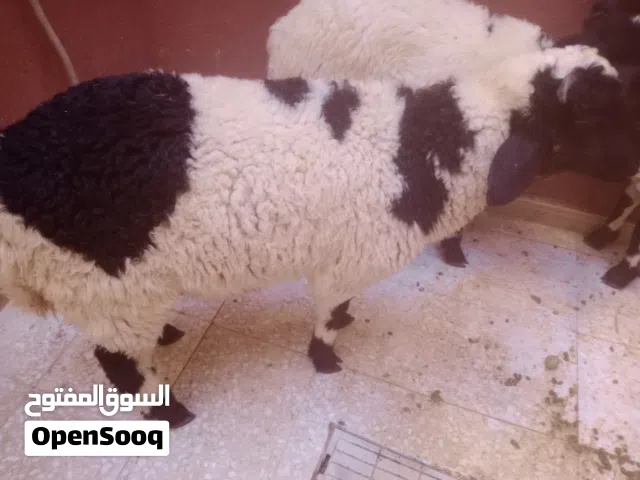 نبحت عن زوز خرفان صغيره للتربيه .