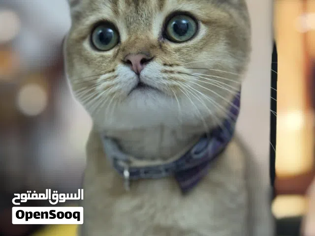 قط سكوتش فولد( للتزاوج) حار ولابق for mating not for sale