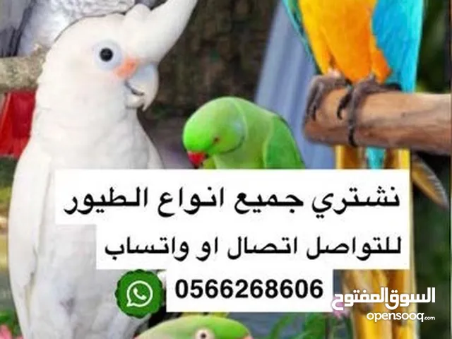 نشتري جميع انواع الببغاوات الأليفة و غير الأليفة