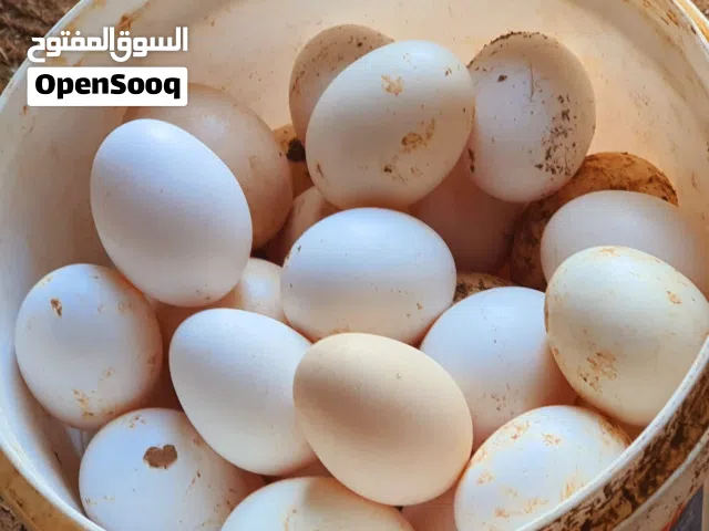 بيض دجاج بلدي مخصب للبيع