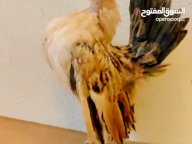 #Serama #chicken #سيراما #دجاج