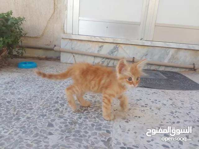 قط نوعة غير محدد