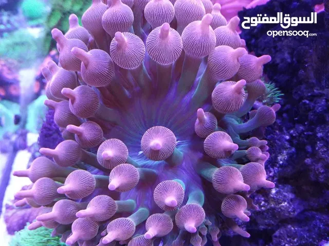 احياء بحريه . سمك للبيع