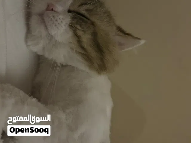 قط نص شيرازي نص راغدول للتبنيي