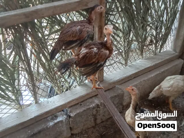 متاح دجاج للبيع اقره الوصف