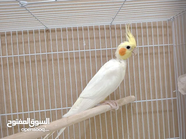 زوج كروان لاتينو للبيع منتج وصحتة عالية