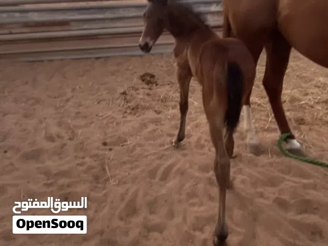 فلو لبيع ربي ابارك