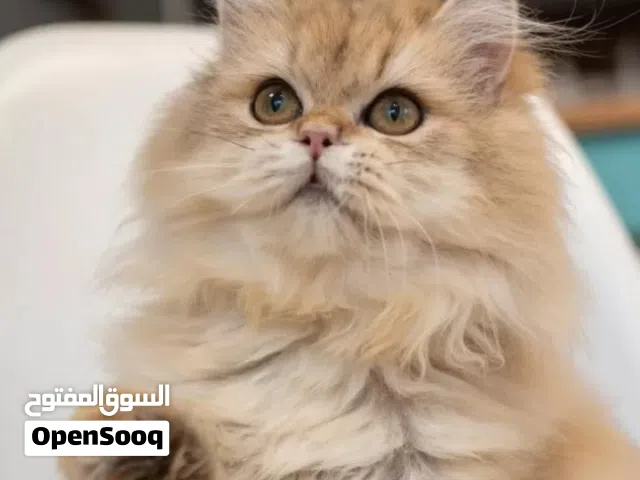 مطلوب قفص قطط