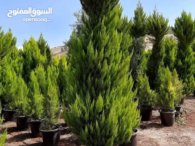 قلد ستار ايطالي سرو توتل ايطالي تواصل واتس اب
