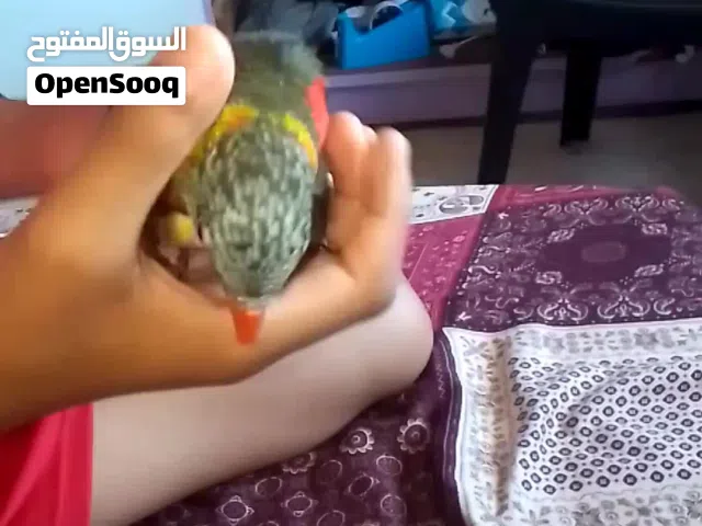 لوري رد كولاارد زيتية