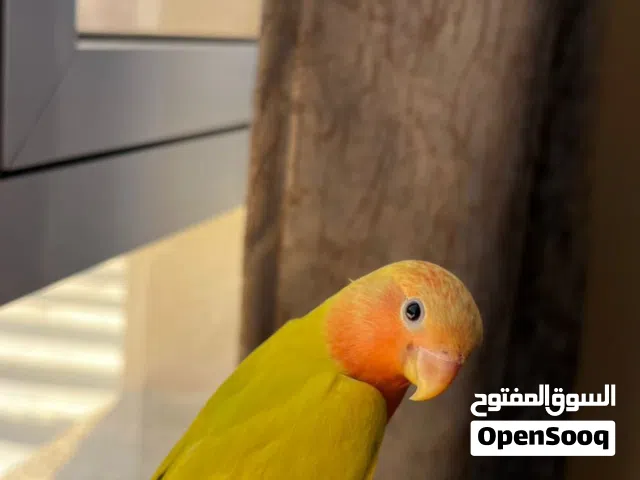 ببغاء روز اليف هدد خارجي