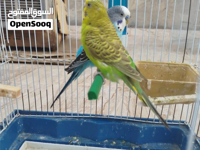 زوزكوبيات بقلينو لون الله يبارك