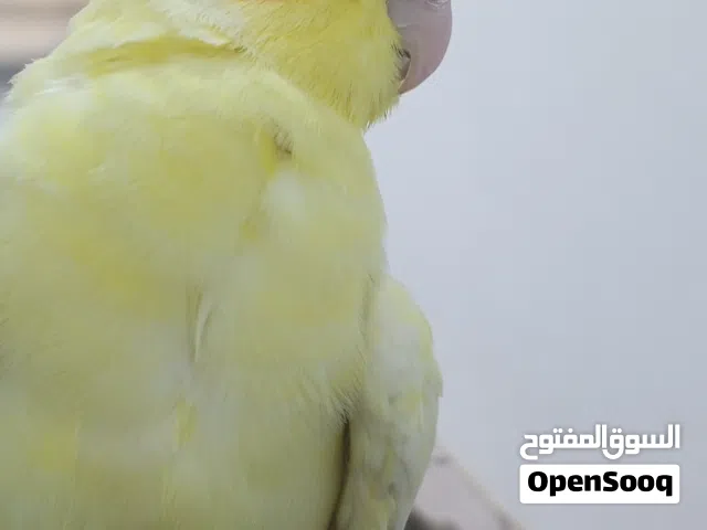 كوكتيل اليف يحجي ربه مكاني بصره ابو الخصيب