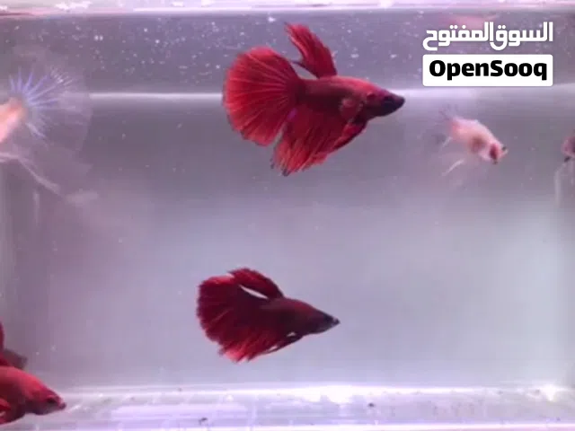 سمک فایتر بیتا Beta fighter