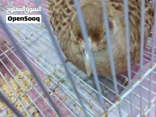 للبيع انواع مختلفة من الطيور موضح في الوصف أدناه :