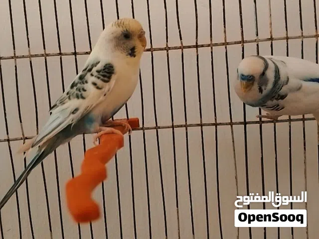 عصفير البقالينو